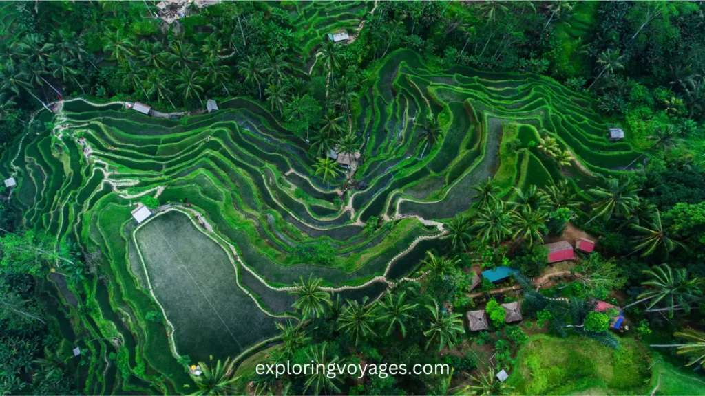 Tegallalang Rice Terraces, Most Romantic Places to Visit in Bali