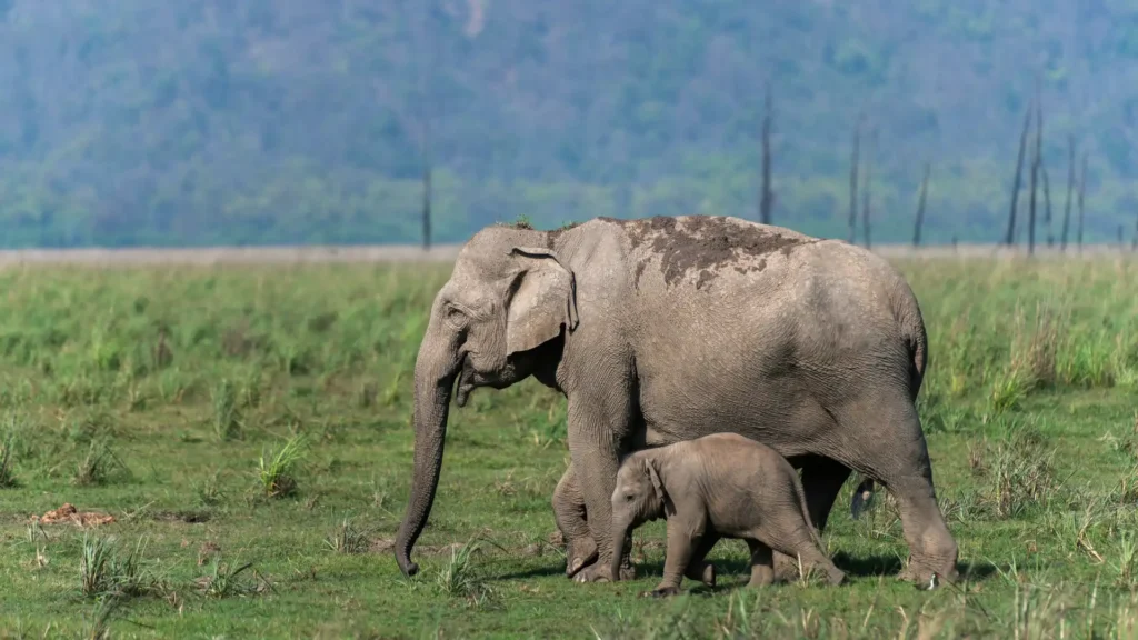 Bucket List Activities in India, Jim Corbett National Park