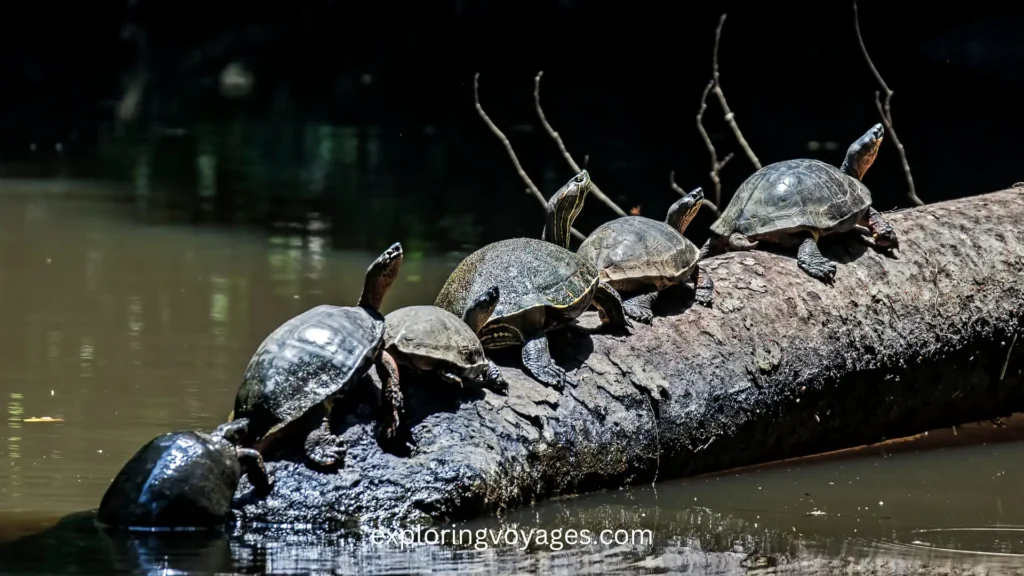 Best Places to go in Costa Rica in January, Tortuguero